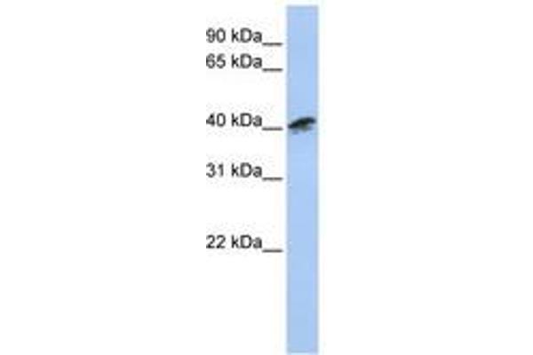 ACTR1A antibody  (AA 216-265)
