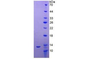 SDS-PAGE analysis of Dog TFF3 Protein. (TFF3 Protein)