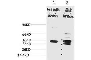 Western blot analysis of 1) Mouse BrainTissue, 2) Rat Brain Tissue with KCNK9 Rabbit pAb diluted at 1:2000. (KCNK9 antibody)