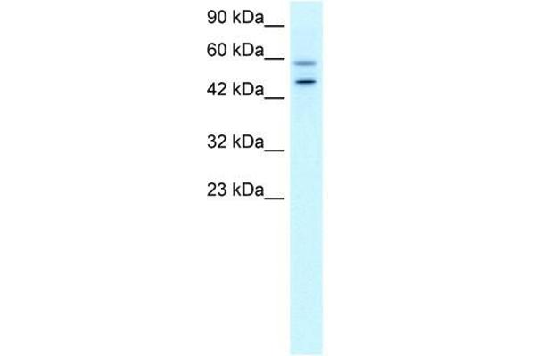 GC-Rich Promoter Binding Protein 1 (GPBP1) (N-Term) antibody