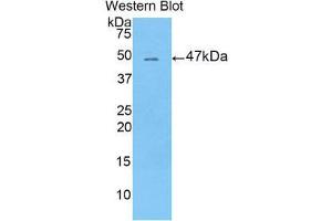 Western Blotting (WB) image for anti-Leucine-Rich alpha-2 Glycoprotein 1 (LRG1) (AA 154-332) antibody (ABIN1859697) (LRG1 antibody  (AA 154-332))