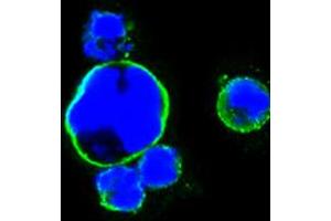 Confocal immunofluorescence analysis of HEK293 cells trasfected with full-length ISL1-hIgGFc using ISL1 mouse mAb (green). (ISL1 antibody)