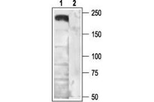 Western blot analysis of rat brain membranes: - 1. (CACNA1B antibody  (Intracellular))