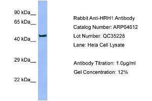 Western Blotting (WB) image for anti-Histamine Receptor H1 (HRH1) (Middle Region) antibody (ABIN970901) (HRH1 antibody  (Middle Region))