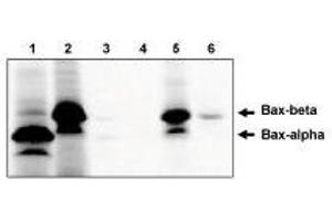 Immunoprecipitation of in  vitro translated Baxα (1) and Baxβ (2) using Bax antibody, cln 6A7  protein using Baxβ antibody. (BAX antibody)