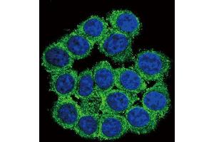 Immunofluorescence (IF) image for anti-CUB and Zona Pellucida-Like Domains 1 (CUZD1) antibody (ABIN2996044) (CUZD1 antibody)