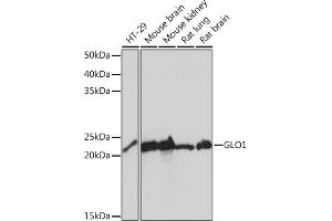 Western blot analysis of extracts of various cell lines, using GLO1 Rabbit mAb (ABIN7267485) at 1:1000 dilution. (GLO1 antibody)
