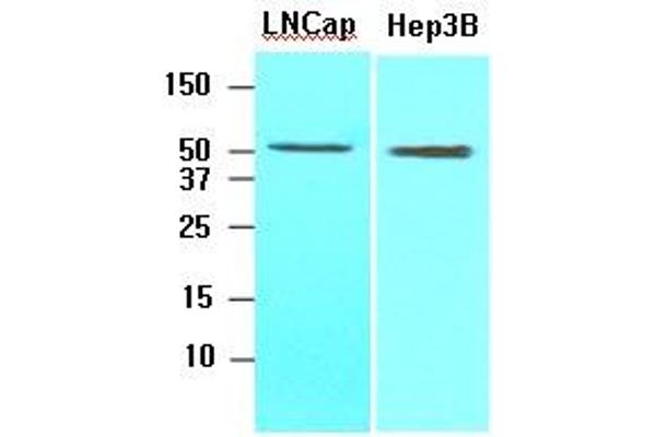 ACOT11 antibody  (AA 19-250)