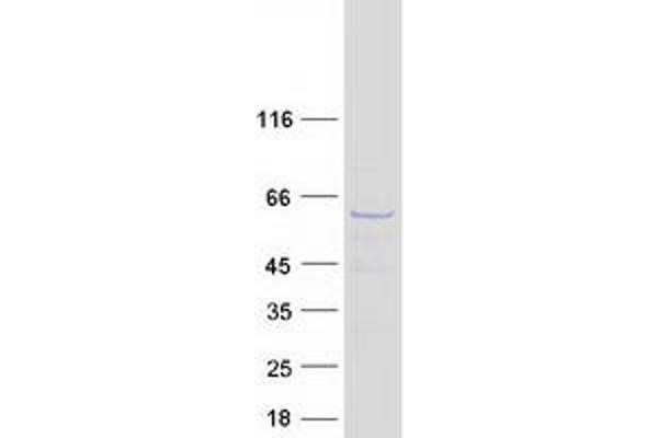 HRPT2 Protein (Myc-DYKDDDDK Tag)