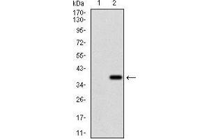 Western Blotting (WB) image for anti-Zinc Finger Protein 42 (ZFP42) (AA 249-310) antibody (ABIN1724849)