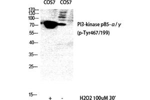 Western Blot analysis of COS7 (1), COS7 (2), diluted at 1:1000. (PI3K p85/p55 antibody  (pTyr199, pTyr467))