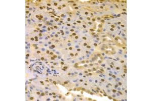 Immunohistochemistry of paraffin-embedded rat kidney using COPS5 antibody. (COPS5 antibody)