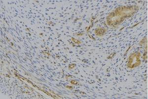 ABIN6276958 at 1/100 staining Human uterus tissue by IHC-P. (CXCL7 antibody  (Internal Region))