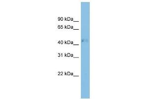 RRAGD antibody used at 1 ug/ml to detect target protein. (RRAGD antibody  (Middle Region))