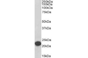 Biotinylated ABIN5539663 (0. (PEBP1 antibody  (Internal Region) (Biotin))