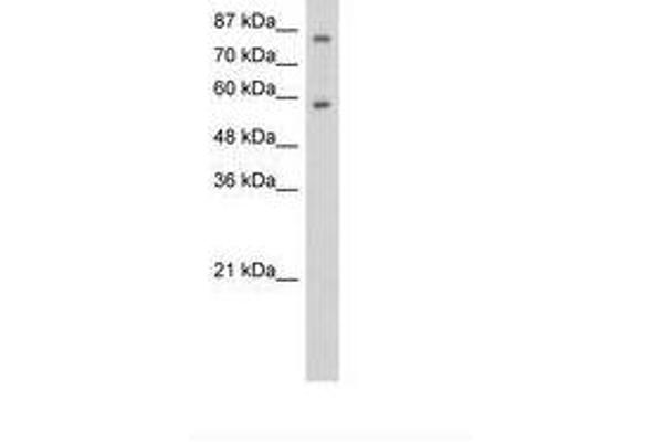 ZNF777 antibody  (C-Term)