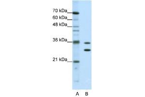 MTHFSD antibody used at 0. (MTHFSD antibody  (N-Term))