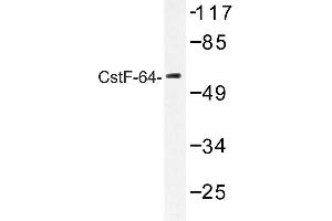 Image no. 1 for anti-Cleavage Stimulation Factor, 3' Pre-RNA, Subunit 2, 64kDa (CSTF2) antibody (ABIN272180) (CSTF2 antibody)