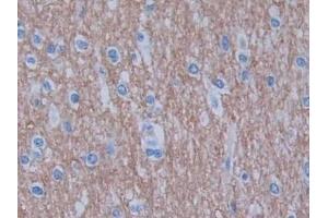 Detection of GHRH in Human Cerebrum Tissue using Monoclonal Antibody to Growth Hormone Releasing Hormone (GHRH) (GHRH antibody  (AA 19-108))