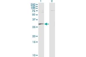 Western Blot analysis of PGAM1 expression in transfected 293T cell line by PGAM1 monoclonal antibody (M01), clone 2G1-A6. (PGAM1 antibody  (AA 1-254))