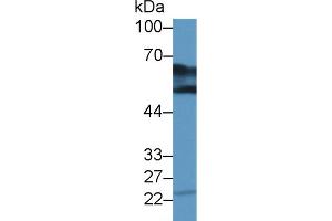 Western blot analysis of Cow Kidney lysate, using Human DDC Antibody (2 µg/ml) and HRP-conjugated Goat Anti-Rabbit antibody ( (DDC antibody  (AA 200-420))