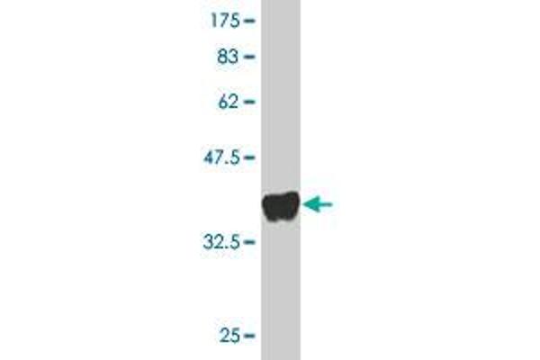 GPRC5D antibody  (AA 261-345)