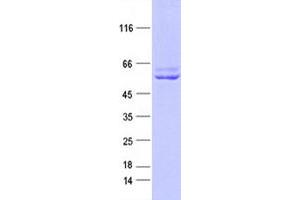 Validation with Western Blot (KMO Protein (Myc-DYKDDDDK Tag))