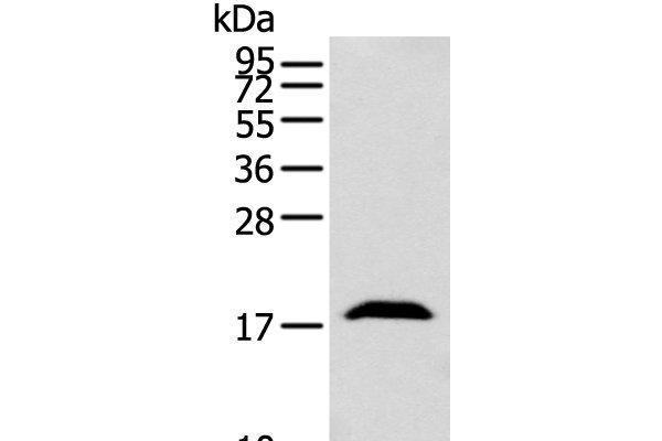 GMFB antibody