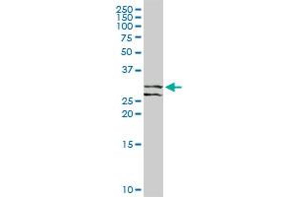 RCHY1 antibody  (AA 1-252)