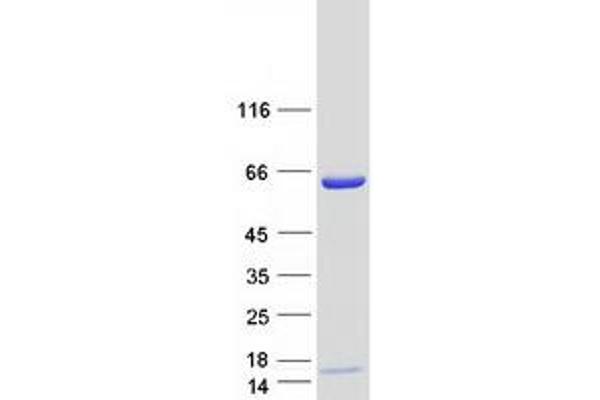 Lamin B2 Protein (LMNB2) (Myc-DYKDDDDK Tag)