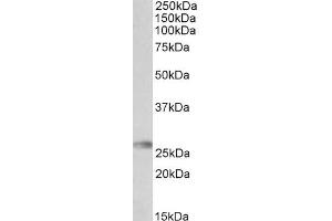 ABIN570890 (0. (HLA-DQA2 antibody  (Internal Region))