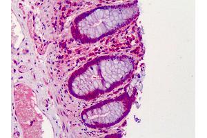 Anti-GNAS antibody IHC of human colon. (GNAS antibody  (AA 164-394))