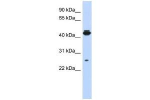 PDIK1L antibody used at 1 ug/ml to detect target protein. (PDIK1L antibody  (Middle Region))