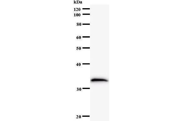 MOB2 antibody