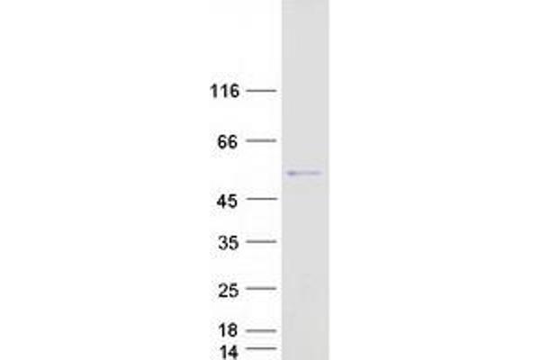 PNLIPRP1 Protein (Myc-DYKDDDDK Tag)