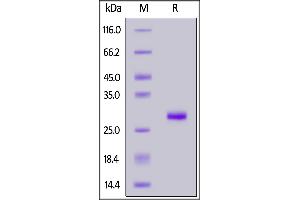 Rabbit IgG Fc, Tag Free on  under reducing (R) condition. (IgG Fc (AA 105-323) (Active) Protein)