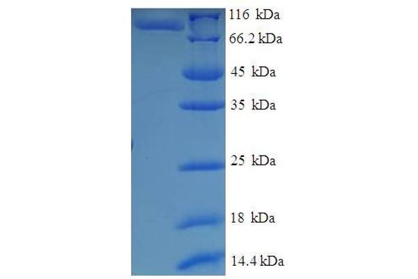 MTIF2 Protein (AA 43-676) (GST tag)