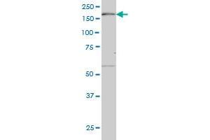 Western Blotting (WB) image for anti-Mitogen-Activated Protein Kinase Kinase Kinase 4 (MAP3K4) (AA 1201-1300) antibody (ABIN598812) (MAP3K4 antibody  (AA 1201-1300))