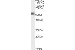 ABIN5539828 (2µg/ml) staining of Rat Brain lysate (35µg protein in RIPA buffer). (GABRG2 antibody  (N-Term))
