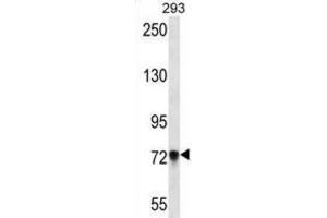 Western Blotting (WB) image for anti-Protocadherin beta 5 (PCDHb5) antibody (ABIN2997224) (PCDHb5 antibody)