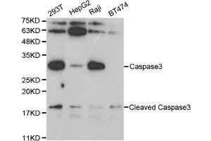 Western blot analysis of extracts of various cell lines, using CASP3 antibody. (Caspase 3 antibody)