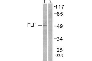Western Blotting (WB) image for anti-Friend Leukemia Virus Integration 1 (FLI1) (Internal Region) antibody (ABIN1848551) (FLI1 antibody  (Internal Region))