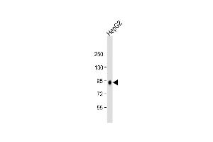 Anti-PROX1 Antibody (C-term) at 1:2000 dilution + HepG2 whole cell lysate Lysates/proteins at 20 μg per lane. (PROX1 antibody  (C-Term))