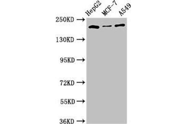 Obscurin-Like 1 (OBSL1) (AA 1-61) antibody