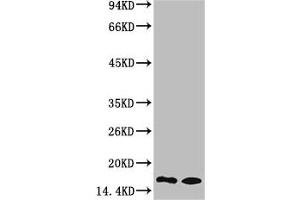 Western blot analysis of 1) Rat Testis Tissue, 2) Raw264. (Mono-Methyl-Histone H3(K9) (H3K9me) antibody)