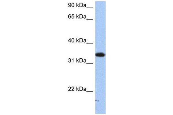 SULT6B1 antibody  (C-Term)