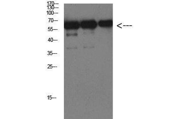 Luciferase antibody