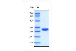 SDS-PAGE (SDS) image for BenzNuclease DNA and RNA Nuclease (Ultra Pure,Protease Free) (ABIN2180646)