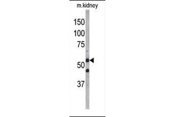 ATG4D antibody  (AA 220-249)