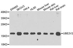 Western blot analysis of extracts of various cell lines, using UBE2V2 antibody. (UBE2V2 antibody  (AA 1-145))